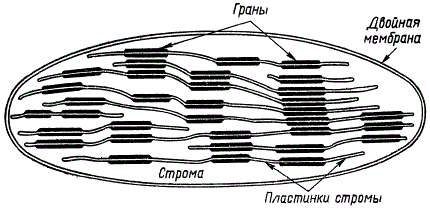 Схема строения хлоропласта (по Д. Веттштейну)