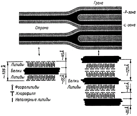 Схема строения ламелл и гран (по А. Ходжу): Р — белковый слой; L — липидный слой