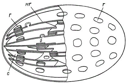 Схема строения хлоропласта (по И. М. Кислюку и В. Ф. Машанскому)