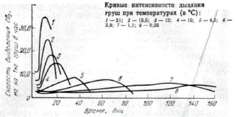 Кривые интенсивности дыхания груш