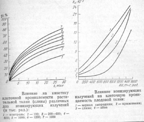 Влияние ионизирующих излучений на клеточную проницаемость плодовой ткани