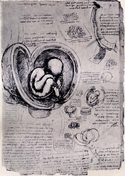 Страница из анатомических дневников («Quaderni d’Anatomia») Леонардо да-Винчи (около 1490 г.)