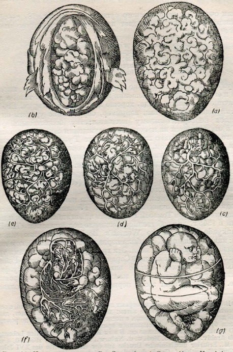Иллюстрации из "De Conceptu et Generatione Hominis" Якоба Руэфа (1554 г.), изображающие сгусток крови и семени в матке (согласно Аристотелю). По Сингеру