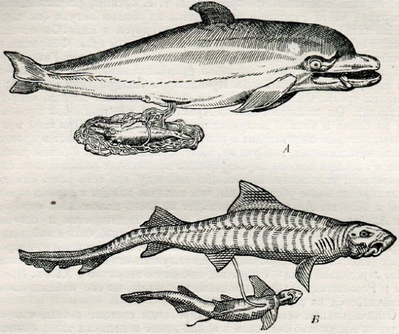 Иллюстрации из «De piscibus marinis» Ронделе (1554). А — живородящий дельфин; Б — яйцеживородящая акула
