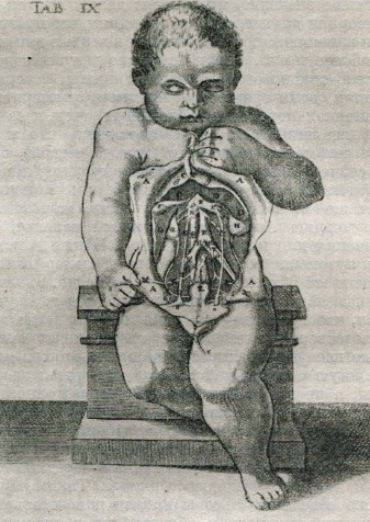 Иллюстрация из книги Спигелиуса «De formato foetu»