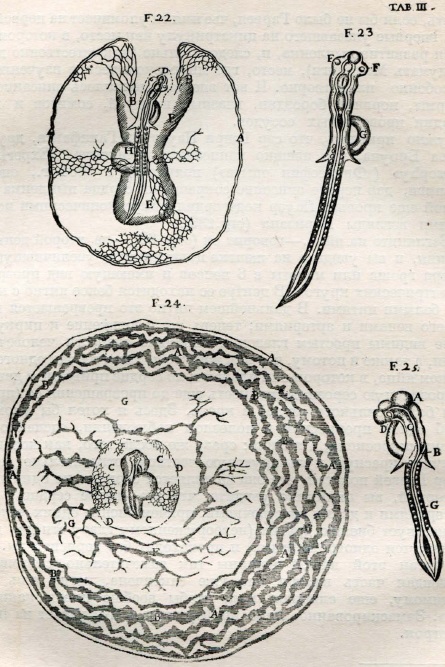 Ранние стадии развития зародыша цыпленка (из «De Оvо incubato» Мальпиги, 1672 г.)