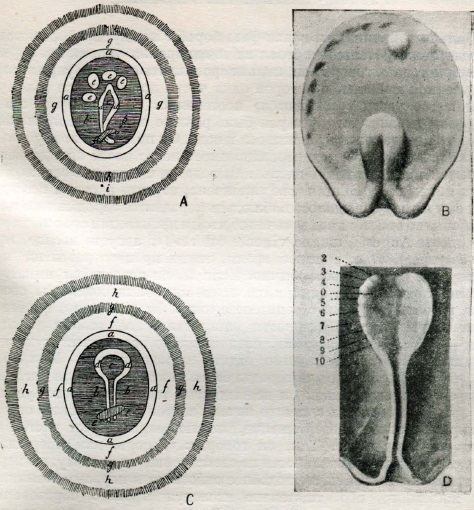 Иллюстрации на «The curious and accurate observations of Mr. Stephen Lorenzini of Florence on the Dissections of the Cramp-Fish