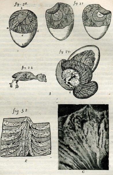 Иллюстрации из книги Антуана Мэтр-Жана «Наблюдения над образованием цыпленка, в которых различные изменения, происходящие в яйце по мере его насиживания, точно объяснены и представлены на рисунках»