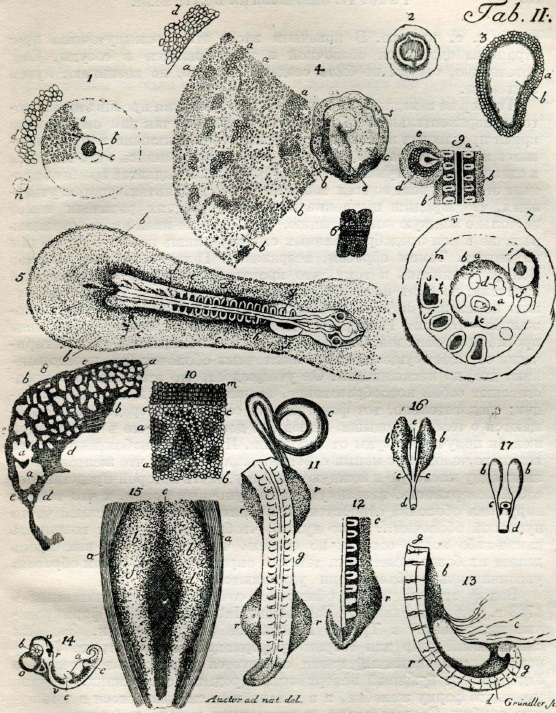 Таблица из второй части «Theoria generationis» Каспара Фридриха Вольфа (1759 г.). Различные части насиженного яйца, видимые под микроскопом.
