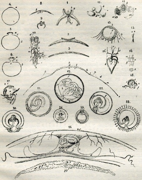 Таблица из книги Карла Эрнста Бара «Uber Entwlcklungs-geschichte der Thiere. Beobachtung und Reflexion. Zweiter Teil. Konigsberg, 1837».