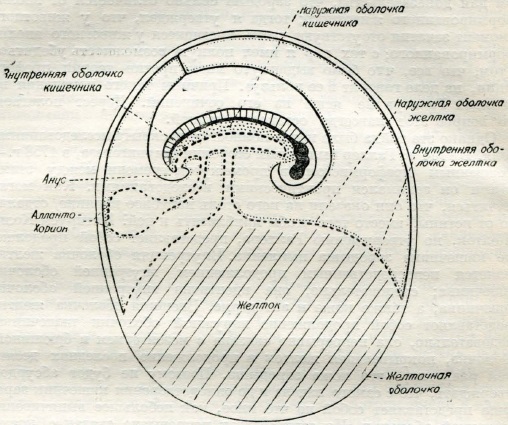 Схема оболочек зародыша цыпленка, иллюстрирующая аргументацию Галлера (из Ф. Коля)