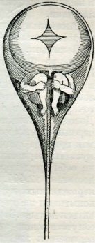 Сперматозоид человека (рисунок Хартсекера)