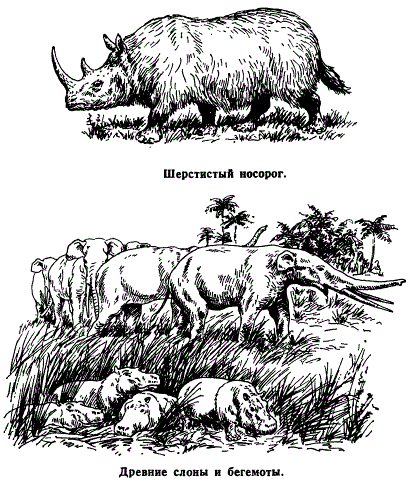 Шерстистый носорог. Древние слоны и бегемоты