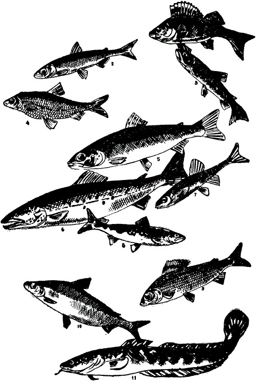 Рыбы рек и озер Кольского полуострова