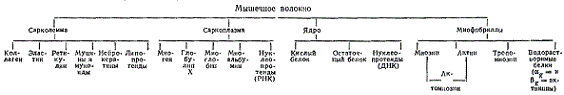 Белки мышечной ткани