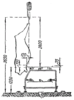 Взаимное расположение конвейерного стола внутренностей и туши крупного рогатого скота