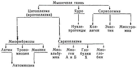 Схема белкового состава поперечнополосатых мышц