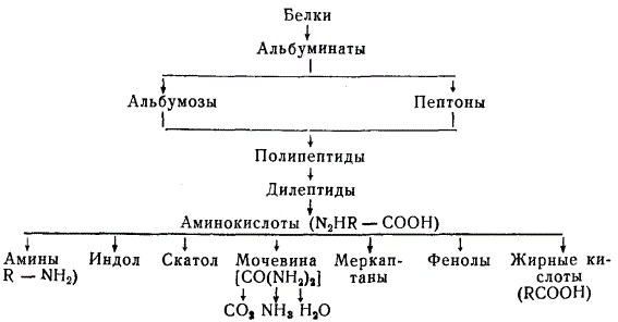 Химизм гниения белков