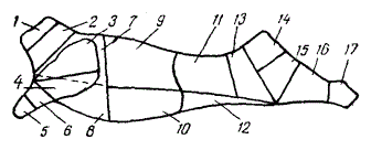 Схема разрубки говяжьей полутуши для посола