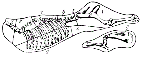 Схема разрубки говяжьей полутуши для производства блоков (с костями)