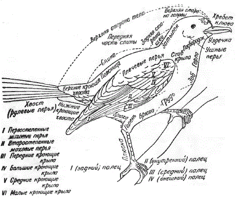 Названия частей тела и оперения птицы (схематический рисунок)