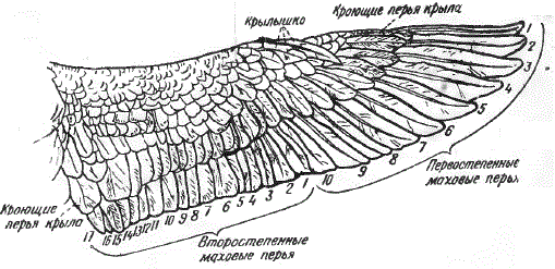 Крыло серого гуся сверху