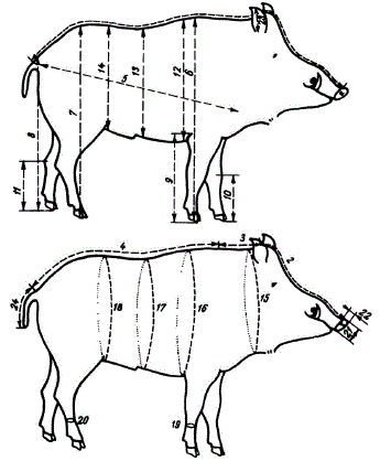Схема измерения тела кабана