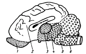 Схема выделения отделов головного мозга кабана (правое полушарие)