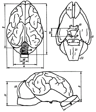 Схема головного мозга кабана