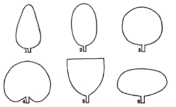 Форма кроны