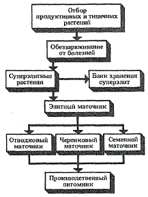 Схема размножения сортов плодовых растений