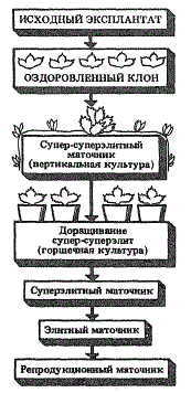 Схема получения маточников земляники