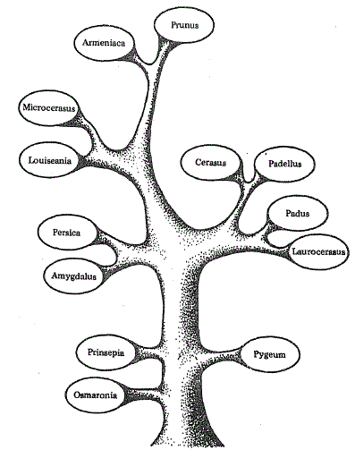 Генеалогическое древо подсемейства Prunoideae