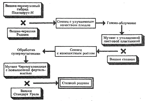 Схема получения донора вишни сорта Степной родник