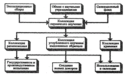 Схема организации работы с коллекцией плодовых и ягодных культур