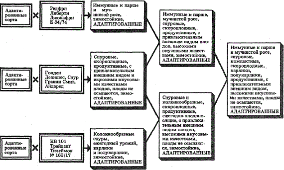 Схема долгосрочной селекционной программы по яблоне (по В. В. Кичине)