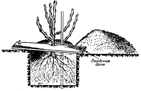 Размещение саженца в яме при посадке
