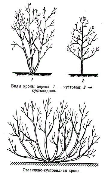 Виды кроны дерева: кустовая, кустовидная, стланцево-кустовидная