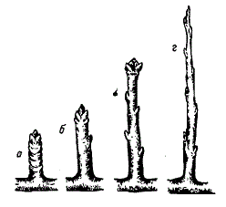 Обрастающие веточки яблони: а — кольчатка; б — копьецо; в — плодовый прутик; г — однолетний прирост