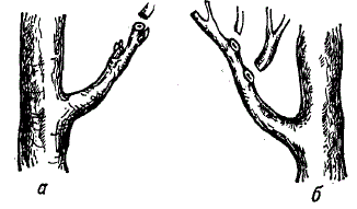 Обрезка ветви: а — на наружный глазок; б — на наружную ветку