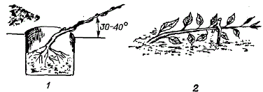 1 — посадка саженца яблони при выращивании в стланцевой форме; 2 — пригибание стланцевой яблони в первый год после посадки