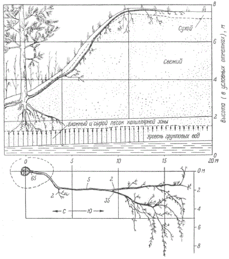 Горизонтальное развитие корневых систем сосны на засушливых Урдинских песках (по А. Г. Гаелю)