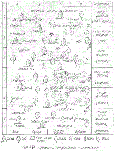 Эдафическая сетка (классификационная схема) типов леса. Нанесены условные знаки древесных пород и названия более распространенных представителей живого напочвенного покрова, характерных для Полесья и Лесостепи