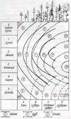 Изобонитеты взрослых (столетних) насаждений сосны, дуба и ольхи в Полесье и Лесостепи. Кривые соответствуют границам между классами бонитетов (составлено на основе лесоустроительных материалов)
