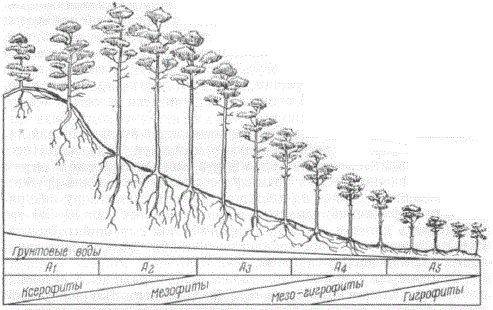 Схема борового экологического ряда сосняков на склоне дюны от сухого бора A1 на ее вершине до сосны по болоту А5 у ее подножия