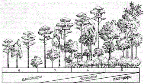 Схема зависимости состава и производительности коренных насаждений от механического состава почвы в лесостепной зоне (трофогенный ряд)