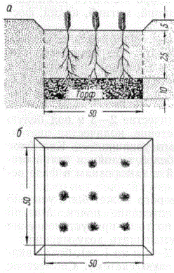 Схема посадки сосны по торфяно-гнездовому способу: а — профиль; б — план