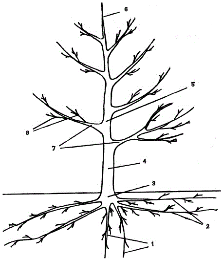 Основные органы плодового дерева