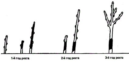 Выращивание саженцев со вставкой карликового подвоя