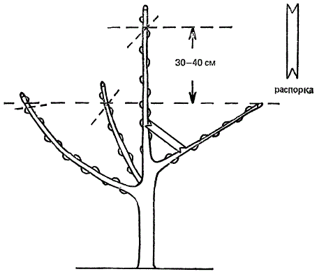 Обрезка двухлетнего саженца яблони после посадки